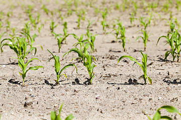 Image showing agricultural field with corn  