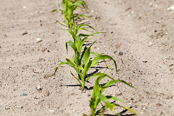 Image showing corn field. close-up  