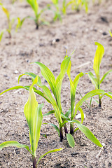 Image showing young sprout of corn  