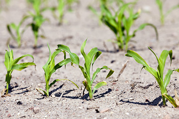 Image showing corn field. close-up  