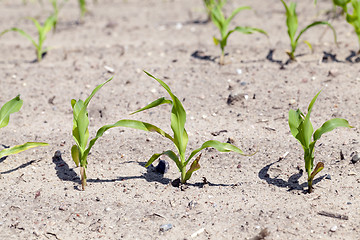 Image showing corn field. close-up  