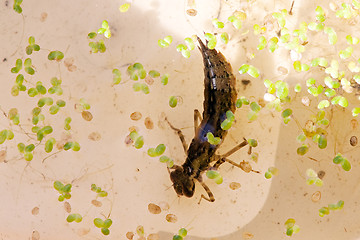 Image showing dragonfly larva