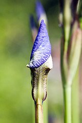 Image showing Iris bud