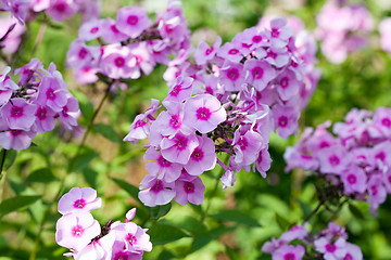 Image showing phlox