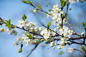 Image showing plum blossom