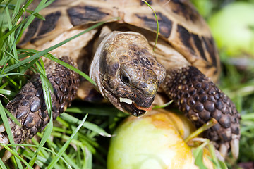 Image showing tortoise