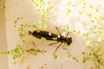 Image showing dragonfly larva