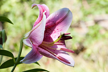 Image showing Hemerocallis lily flower