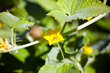 Image showing cucumber flower