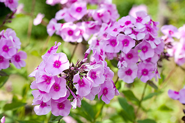 Image showing phlox