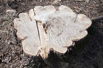 Image showing stump