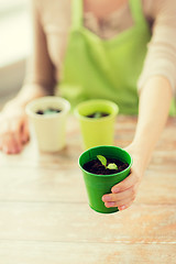 Image showing close up of woman hand holding pot with sprout