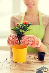 Image showing close up of woman hands planting roses in pot