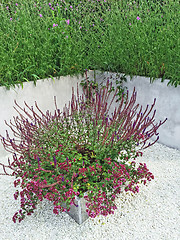 Image showing Purple flowers decorating contemporary garden