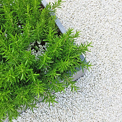 Image showing Rosemary plant on white stone background