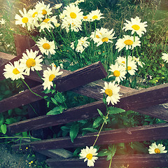 Image showing Daisies growing near a wooden fence