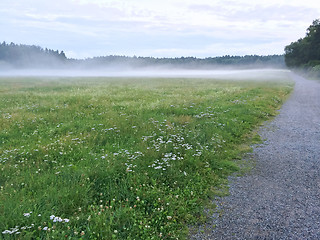 Image showing Misty green meadow with blooming wild flowers