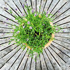 Image showing Blooming plant on old wooden table