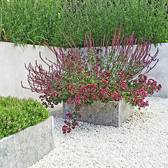 Image showing Flowerbeds with blooming plants