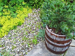 Image showing Little pine tree growing in a wooden pot