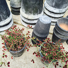 Image showing Gray clay pots and decorative red clover