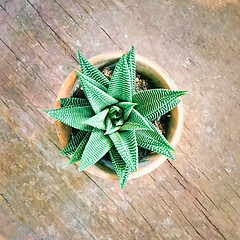 Image showing Decorative aloe plant on old wooden surface