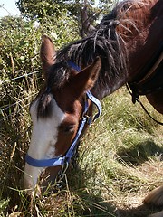 Image showing Clydesdale Horse Eating Grass