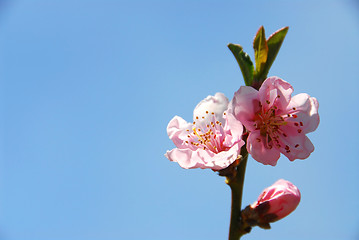 Image showing Peach blooms