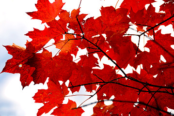 Image showing Red maple leaves