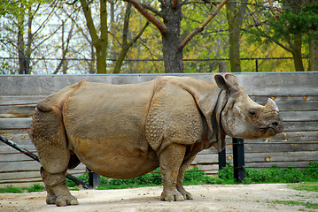 Image showing Rhinoceros