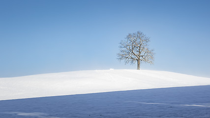 Image showing lonely winter tree