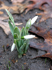 Image showing Snowdrops