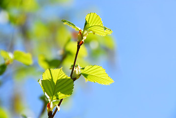 Image showing Spring tree