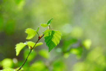 Image showing Spring green leaves