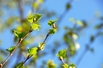 Image showing Spring green leaves