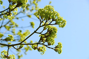 Image showing Spring tree