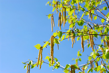 Image showing Spring tree