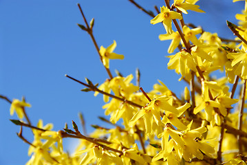 Image showing Spring bloom forsythia