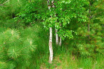 Image showing Spring forest