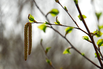 Image showing Spring tree branch