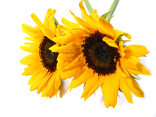 Image showing Sunflower white background
