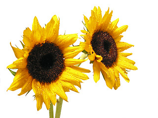 Image showing Sunflower on white