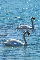 Image showing Pair of swans