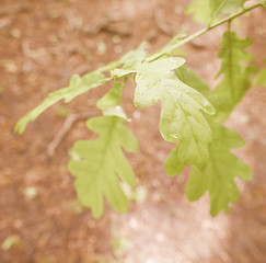 Image showing Retro looking An oak tree leaf
