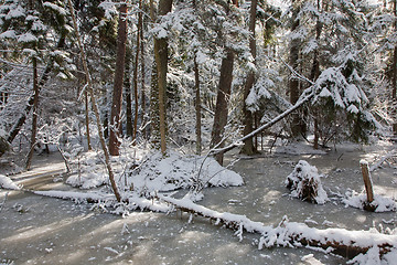 Image showing Trees snow wrapped blizzard after