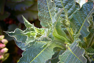 Image showing Nicotiana alata