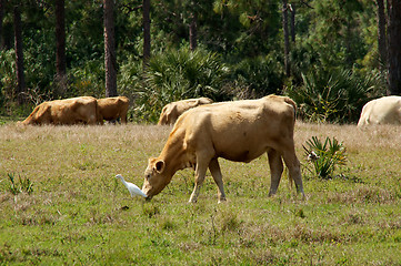 Image showing bovines in bonita springs