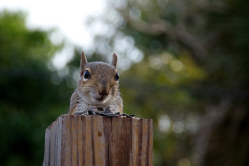 Image showing Eastern grey squirrel looking at viewer