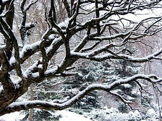 Image showing Snowfall and tree