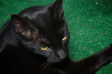 Image showing dusty havana brown cat